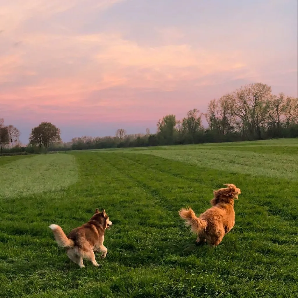 Two dogs running together across an open green field at sunset