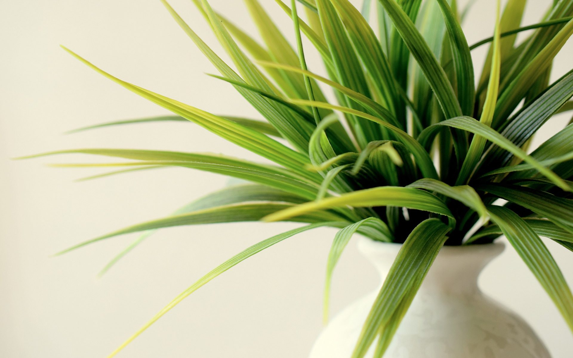 Indoor Gardening